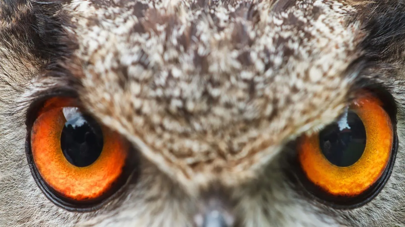 Wild Eyes screenshot 2