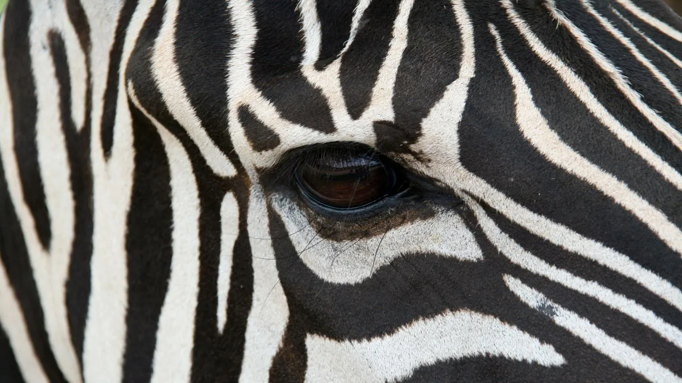 Wild Eyes screenshot 3