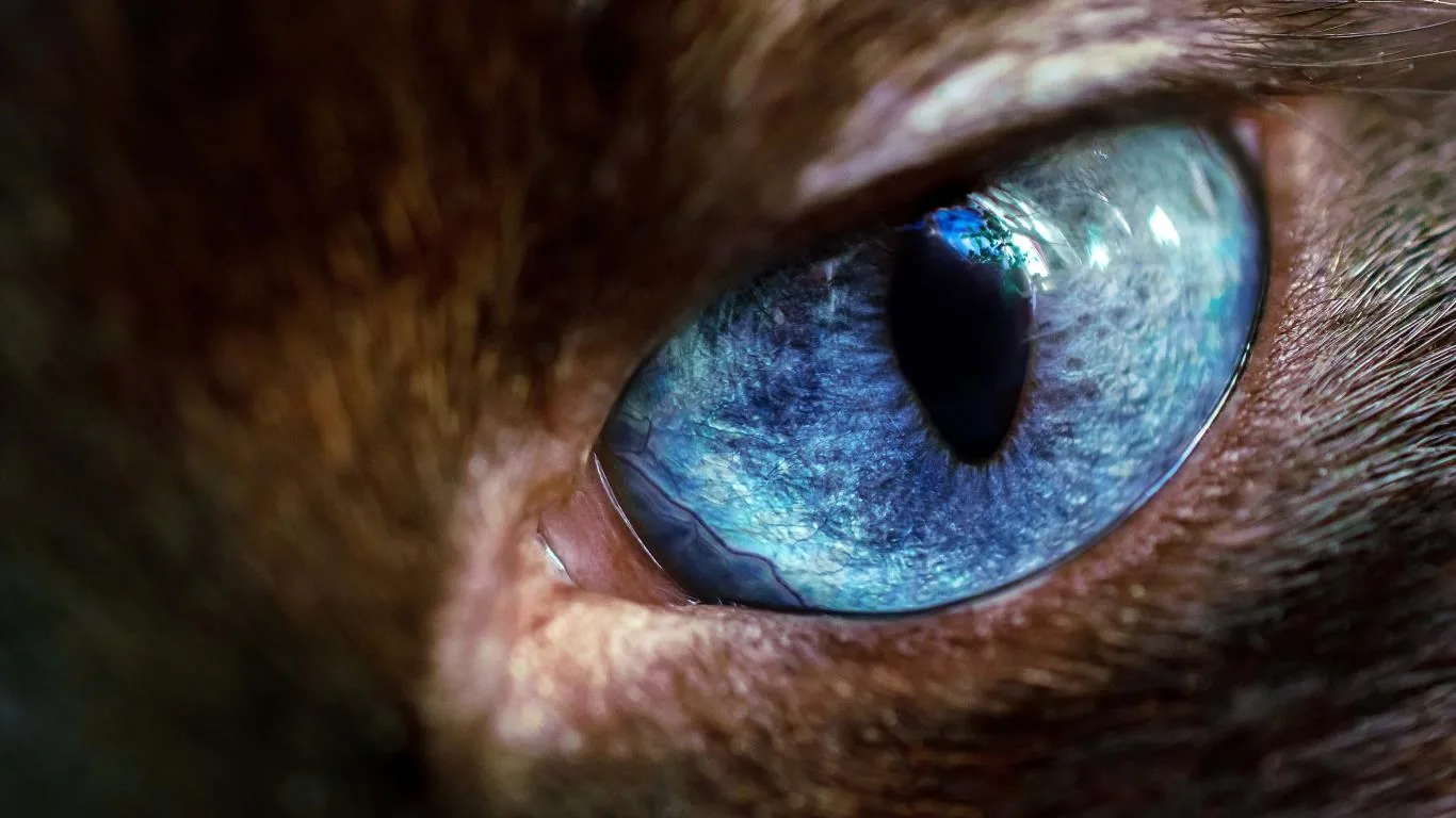 Wild Eyes screenshot 4