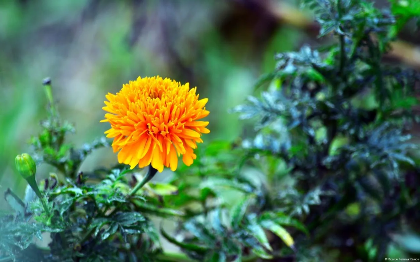 Community Showcase Flora 3 screenshot 1