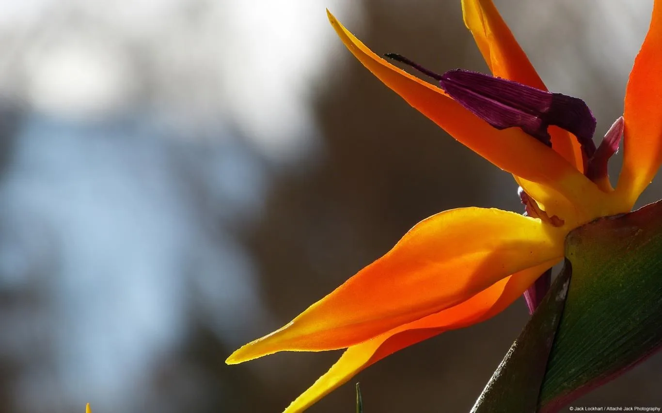 Community Showcase Flora 3 screenshot 2