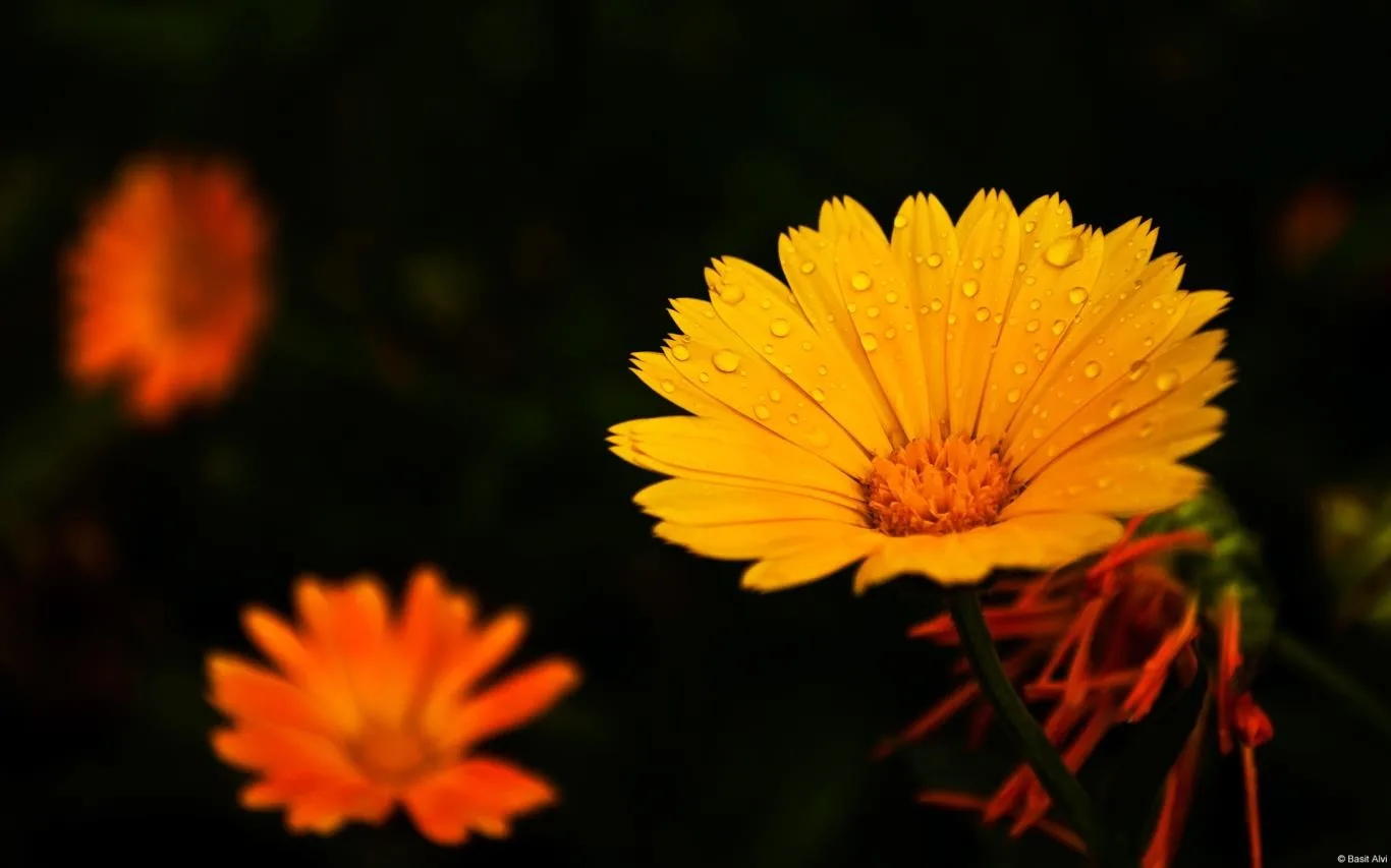 Community Showcase Flora 3 screenshot 3