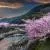 Cherry Blossoms