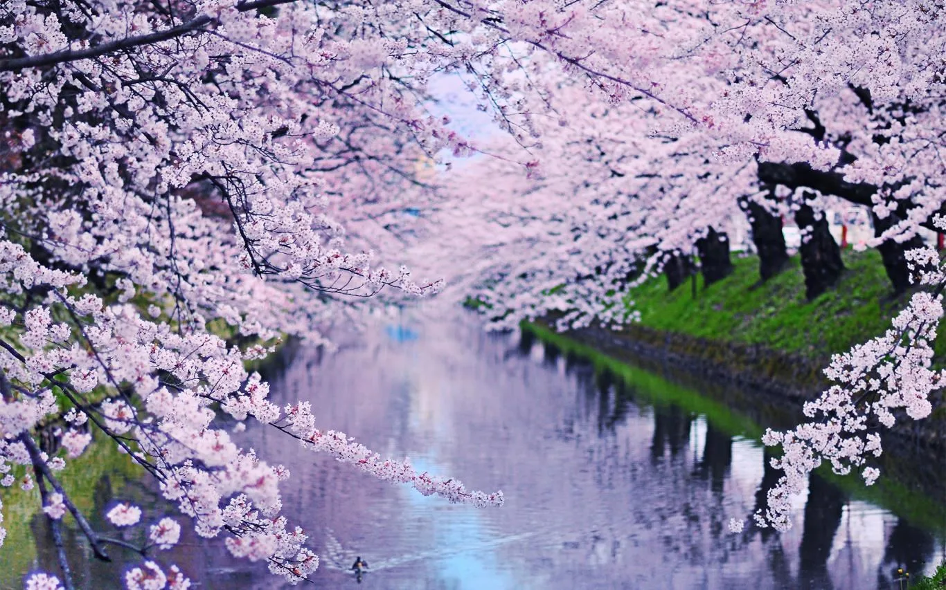 Cherry Blossoms screenshot 1