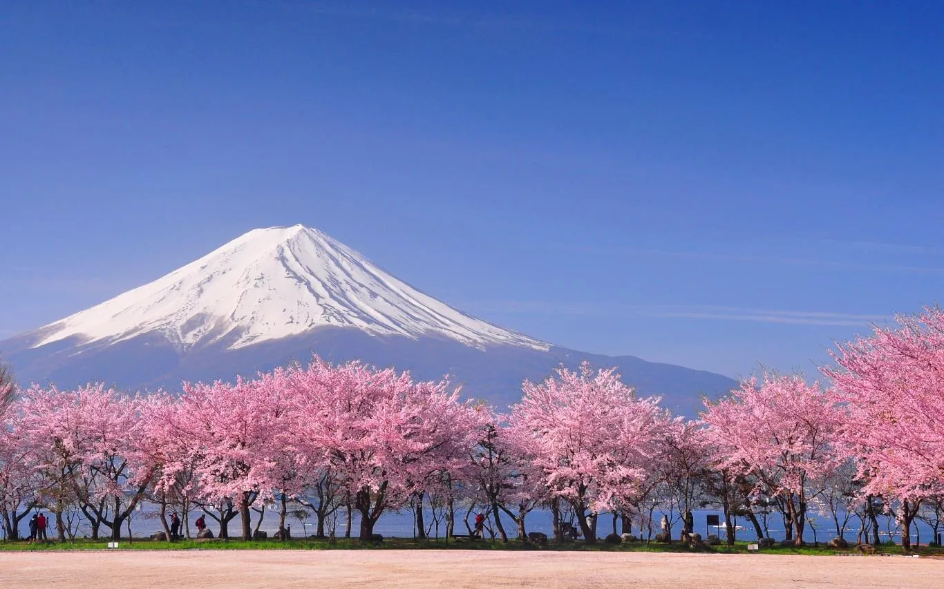 Cherry Blossoms screenshot 2