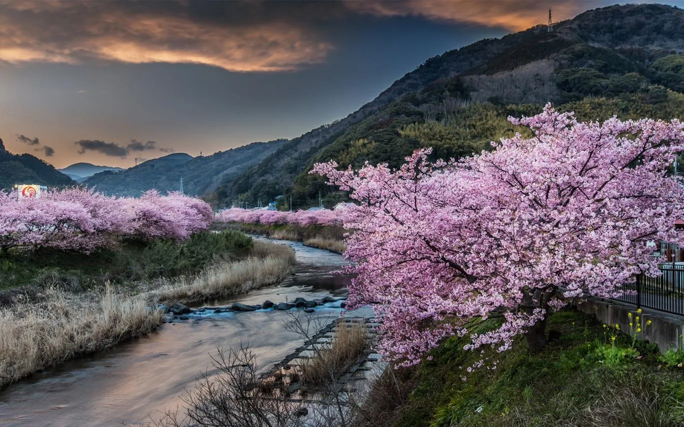 Cherry Blossoms screenshot 3