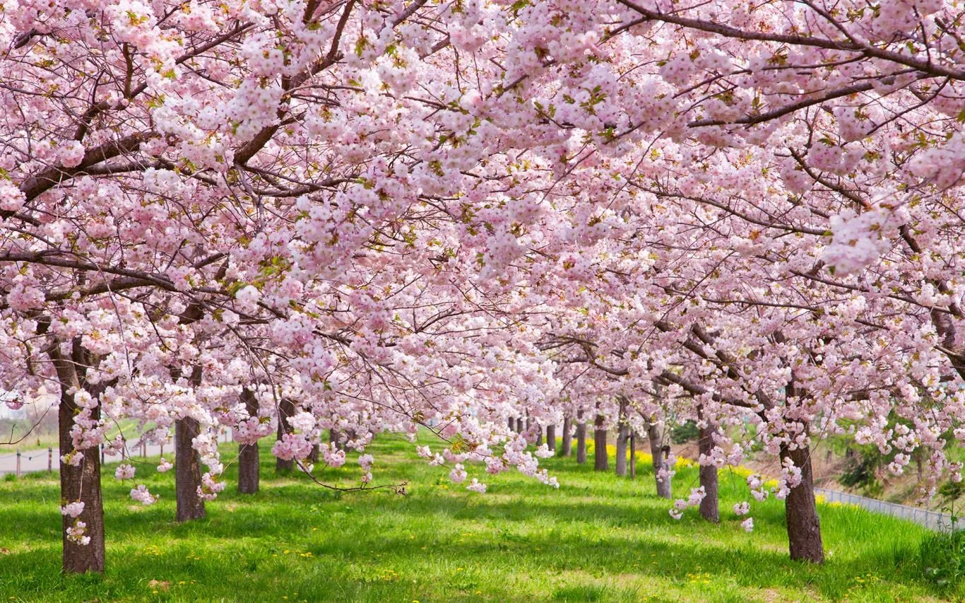 Cherry Blossoms screenshot 4