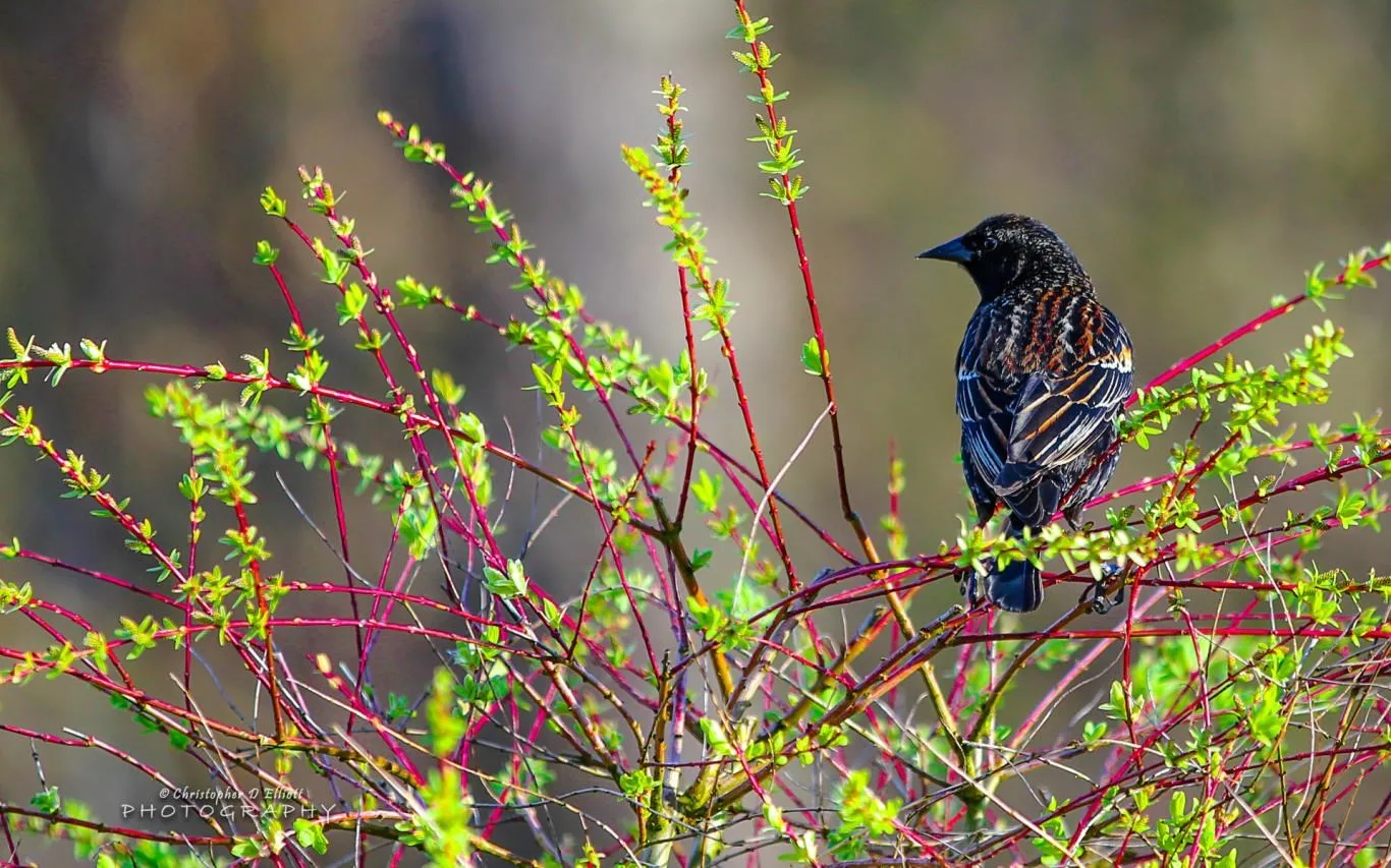 PNW Birds by Christopher D Elliott screenshot 1