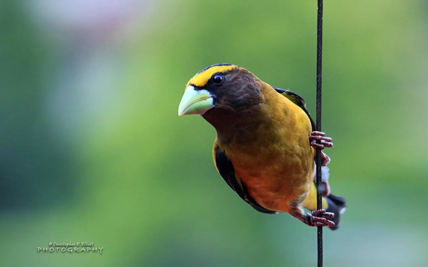 PNW Birds by Christopher D Elliott screenshot 2