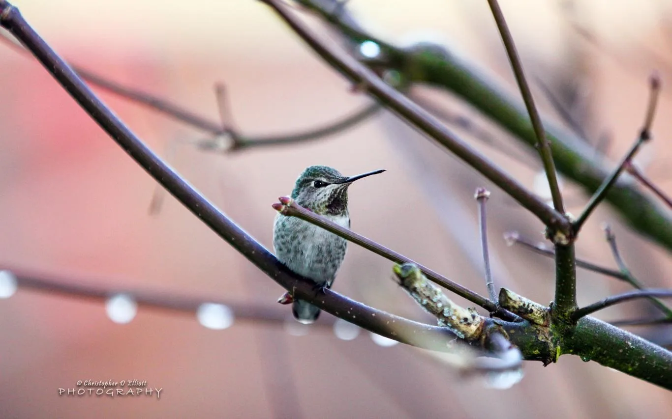PNW Birds by Christopher D Elliott screenshot 3