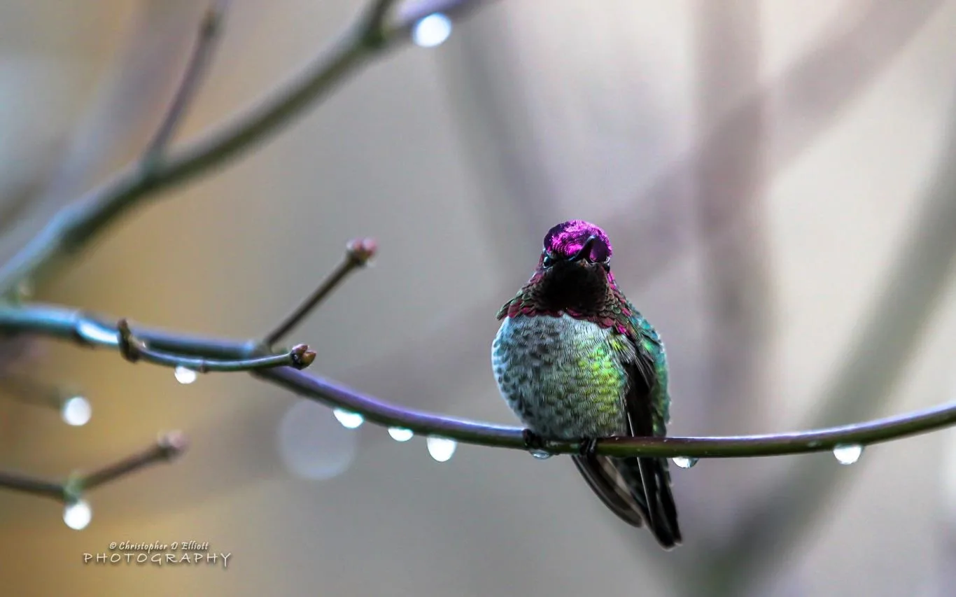 PNW Birds by Christopher D Elliott screenshot 4