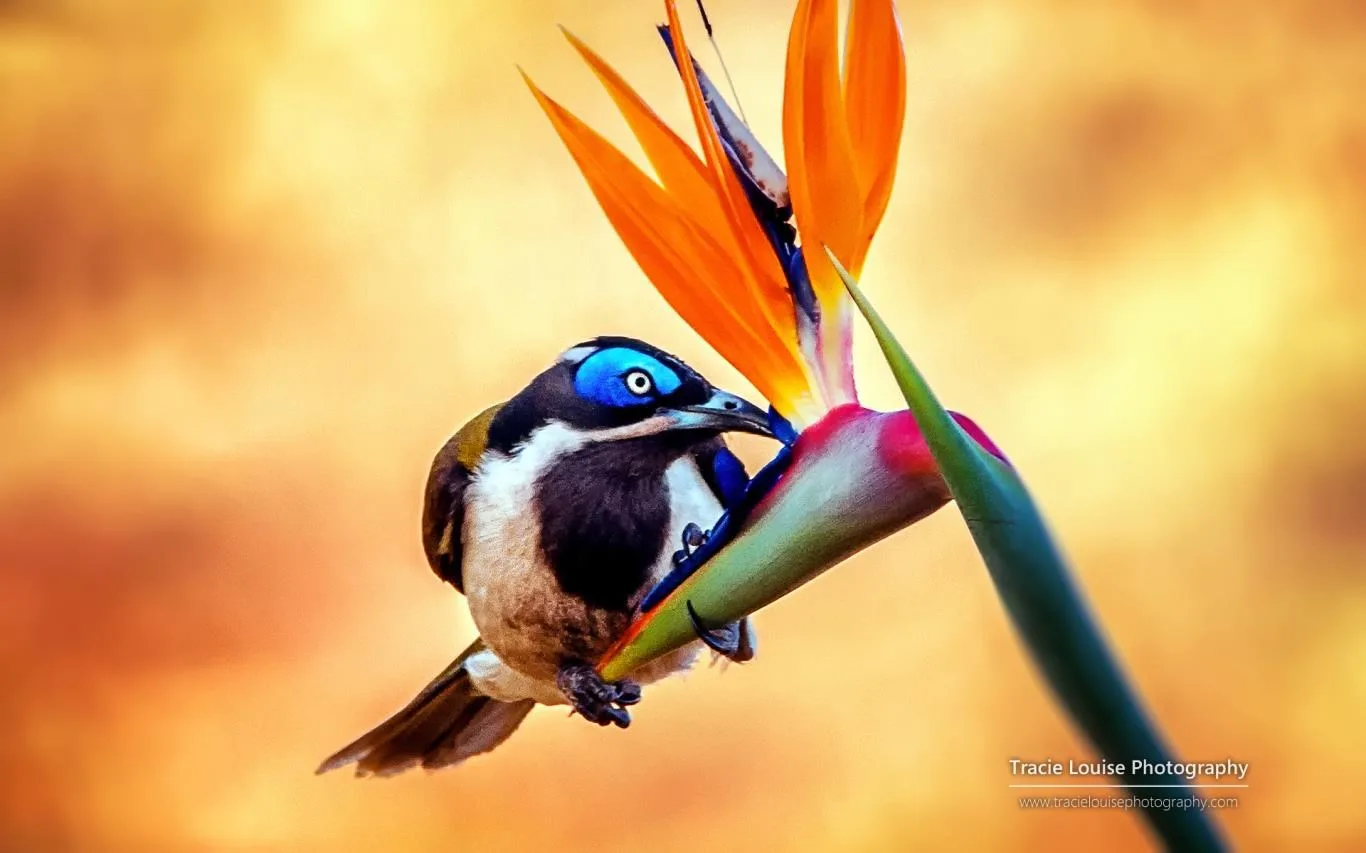 Rainbow of Birds by Tracie Louise screenshot 1