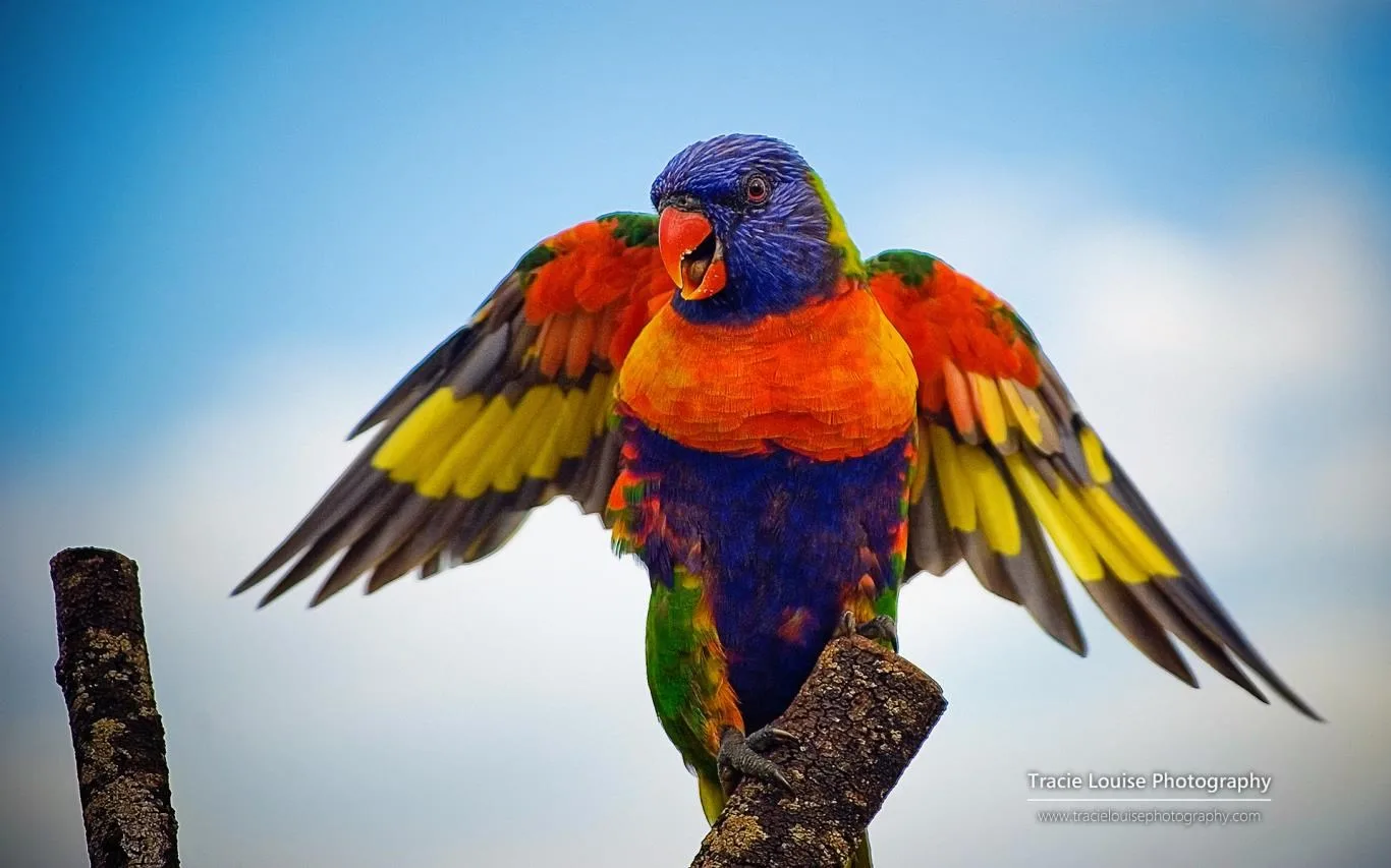 Rainbow of Birds by Tracie Louise screenshot 3