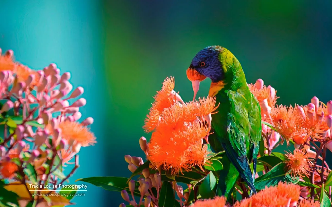 Rainbow of Birds by Tracie Louise screenshot 4