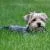 Dogs in Summer
