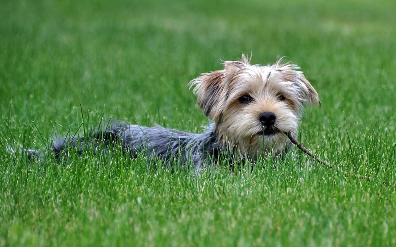 Dogs in Summer screenshot 1