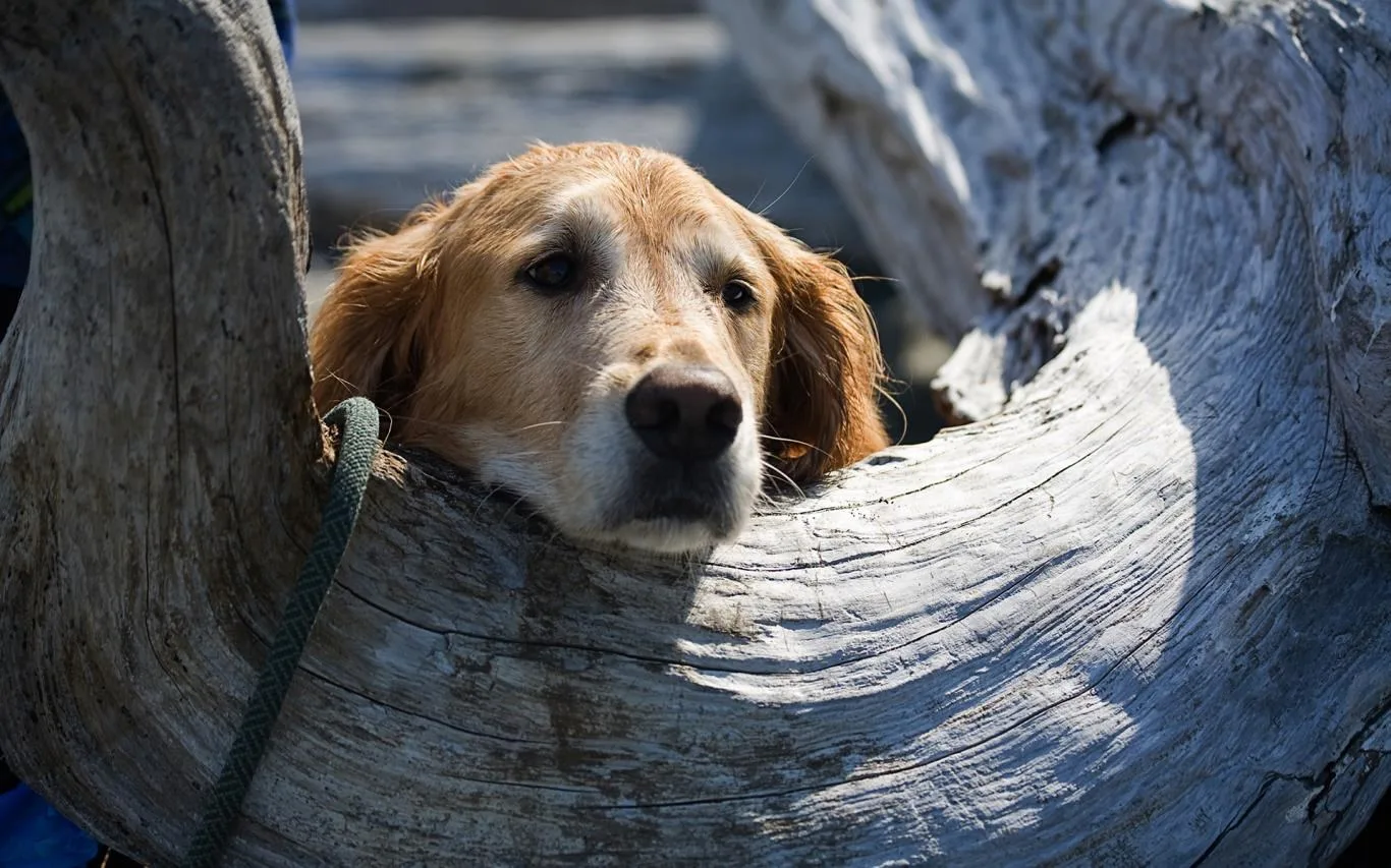Dogs in Summer screenshot 2