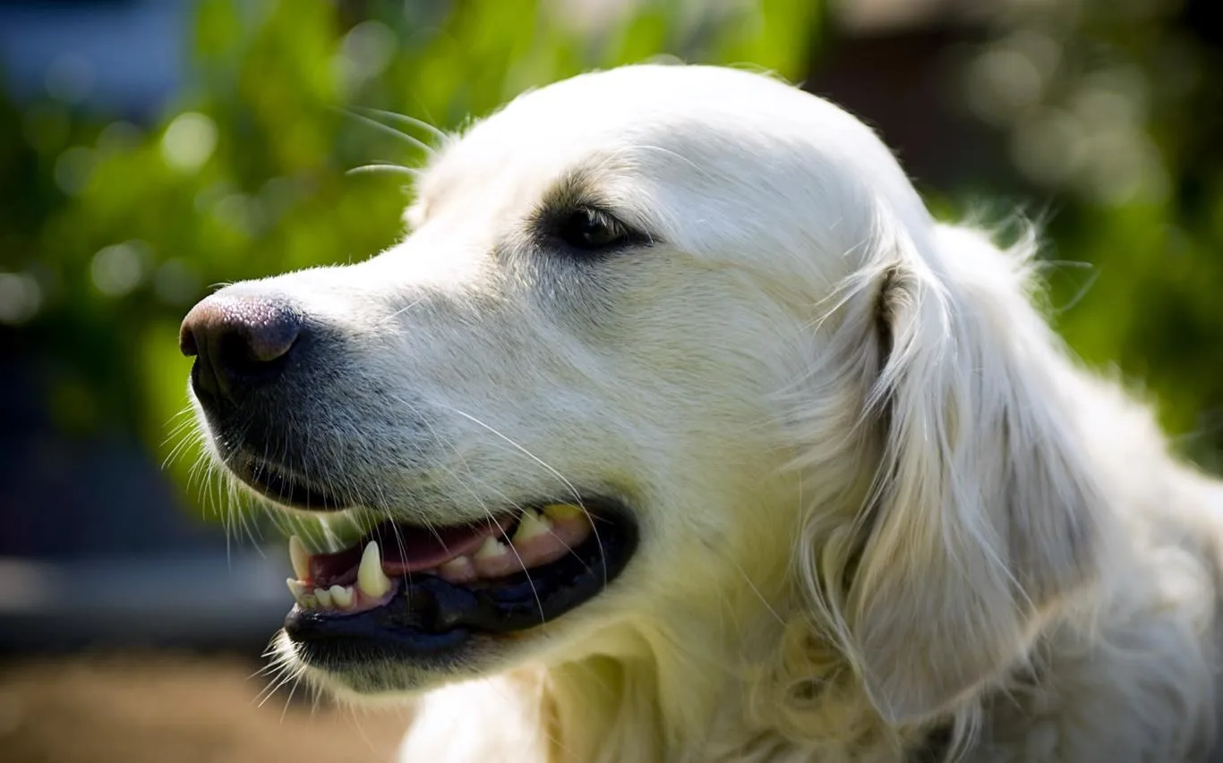Dogs in Summer screenshot 3