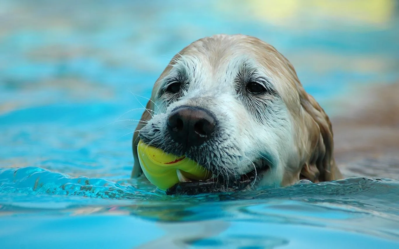 Dogs in Summer screenshot 4