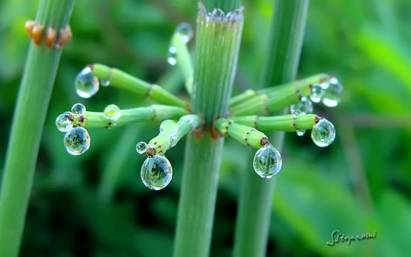 Raindrops and Dew by Stojanoski Slavco screenshot 1