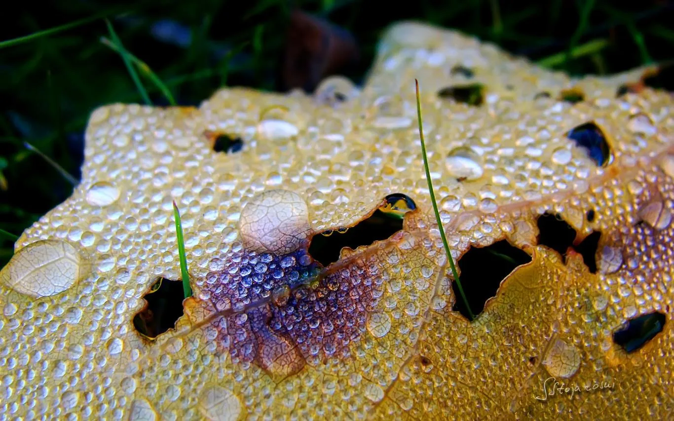 Raindrops and Dew by Stojanoski Slavco screenshot 2