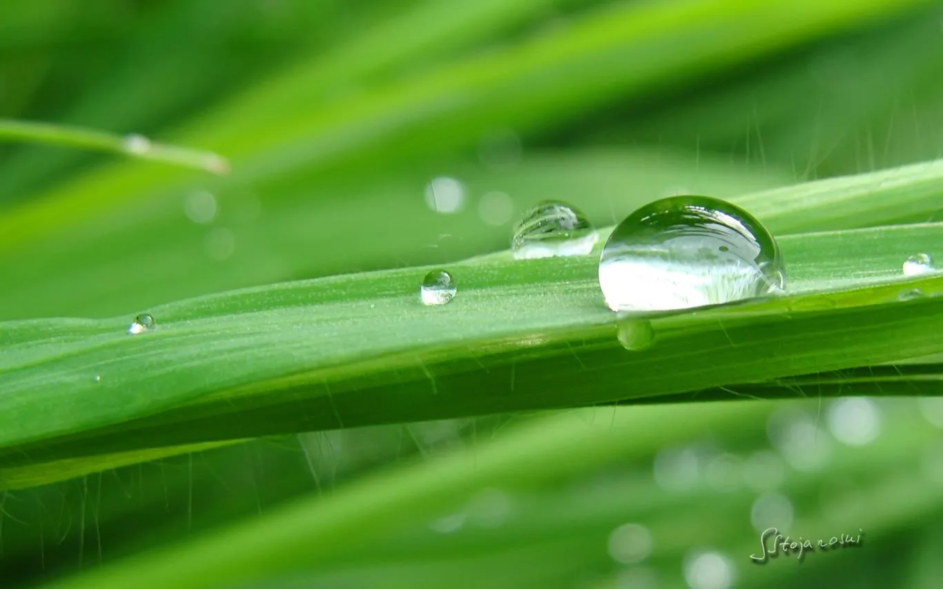 Raindrops and Dew by Stojanoski Slavco screenshot 3