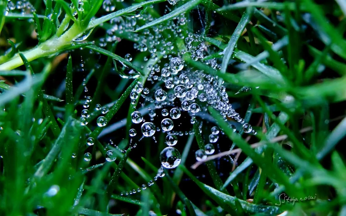 Raindrops and Dew by Stojanoski Slavco screenshot 4