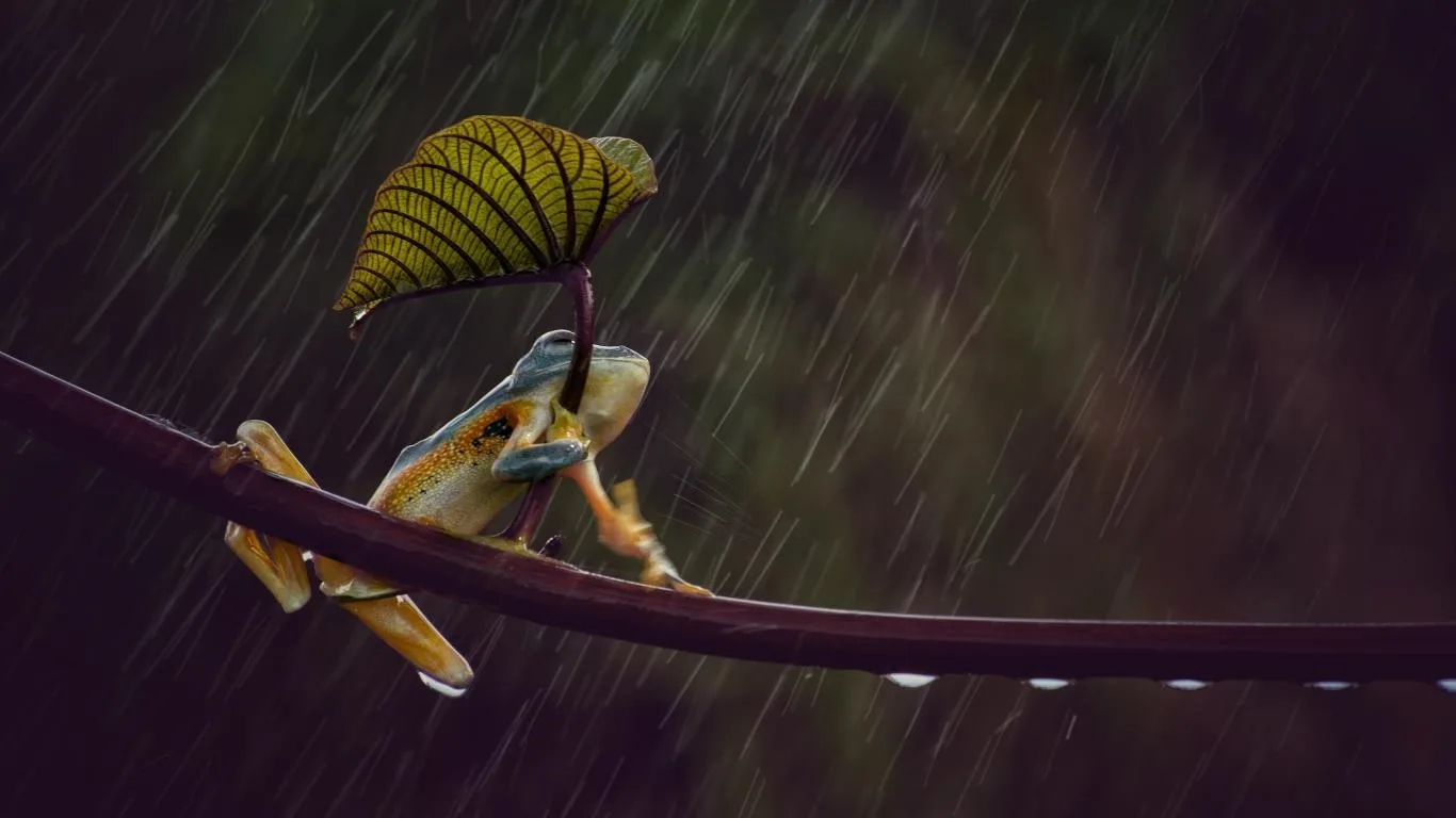 Curious Perspectives screenshot 2