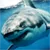 Aquarium - Shark Tank