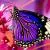 The Butterfly