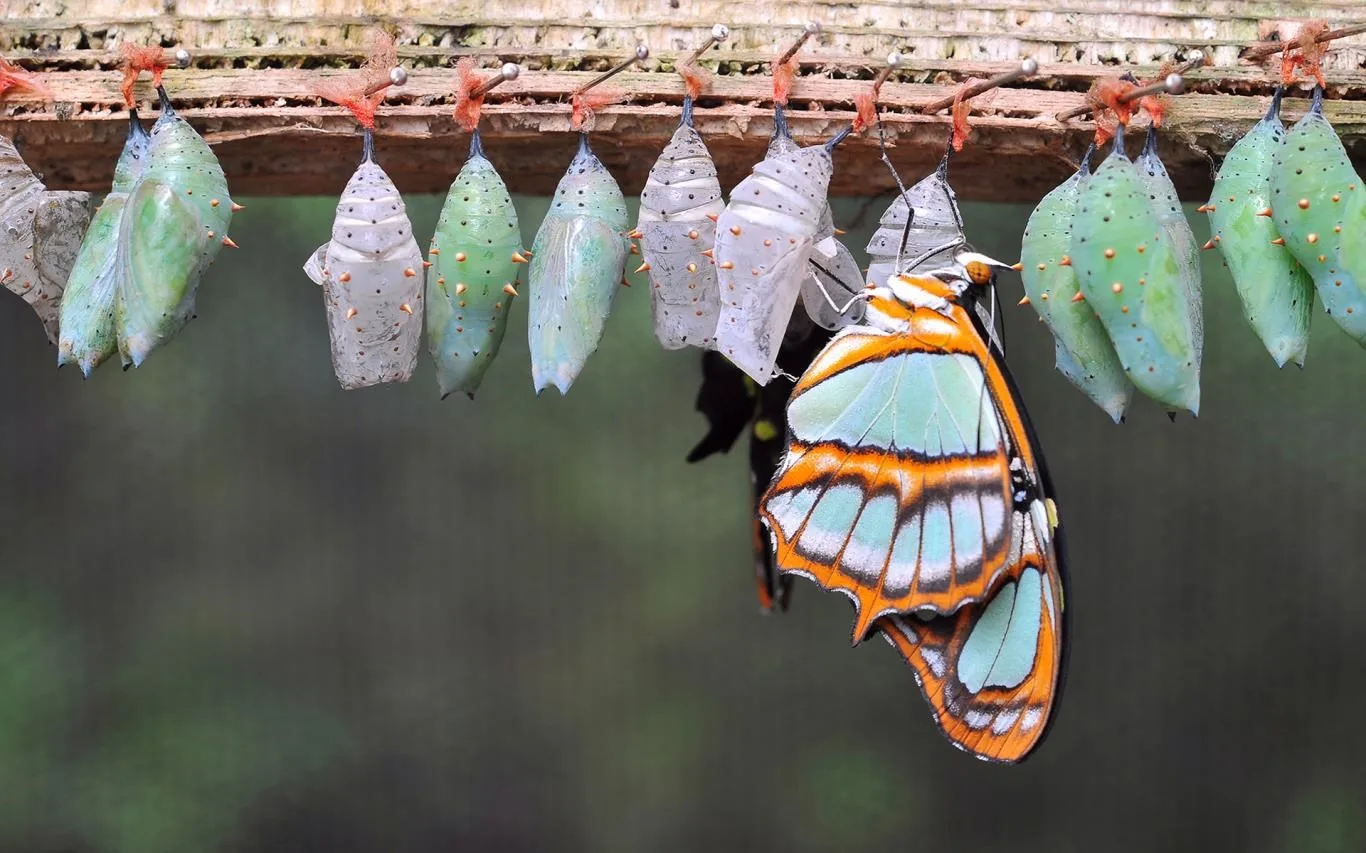 The Butterfly screenshot 1
