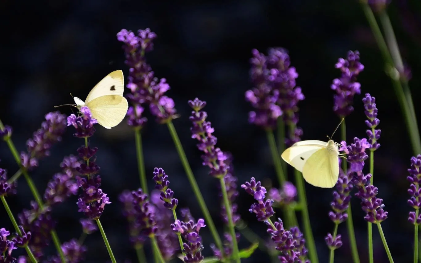 The Butterfly screenshot 2