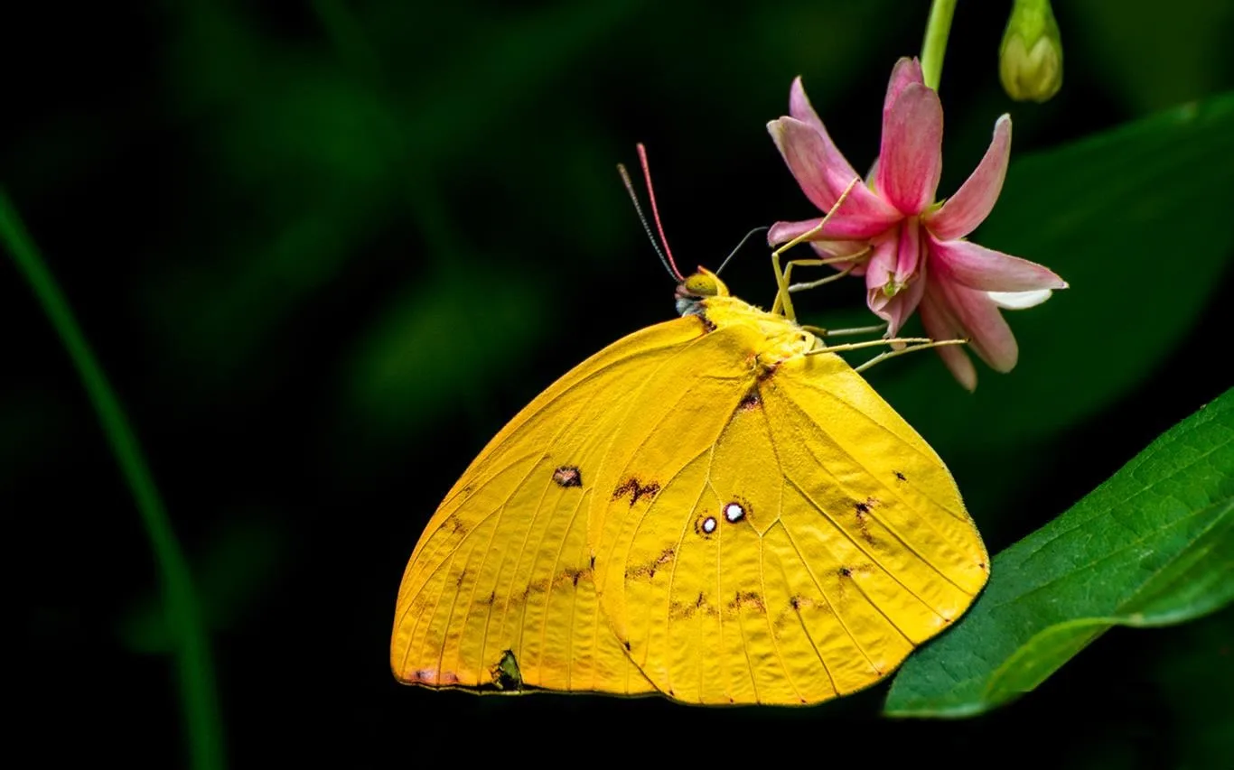 The Butterfly screenshot 3