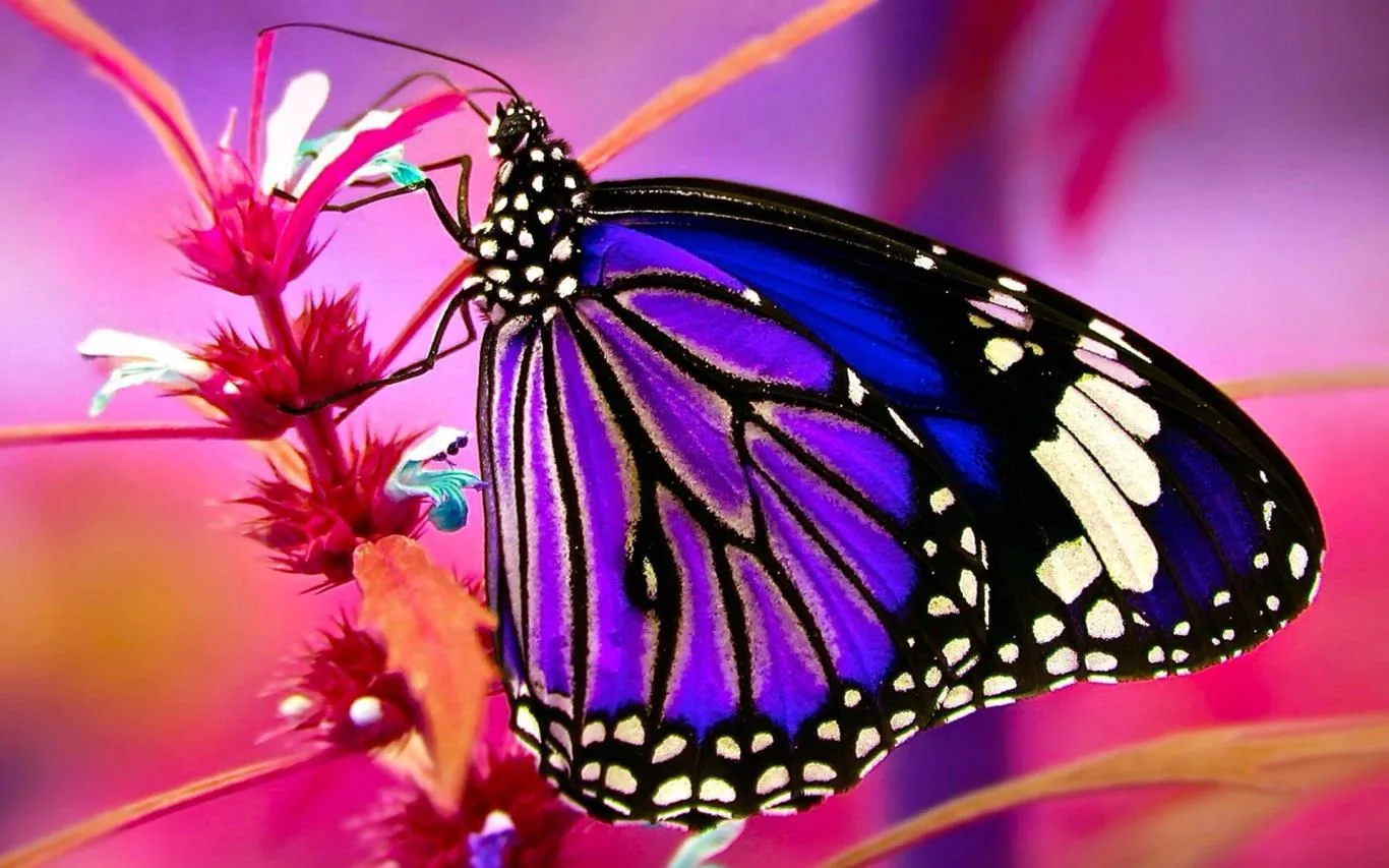 The Butterfly screenshot 4