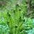 Latvian Nature