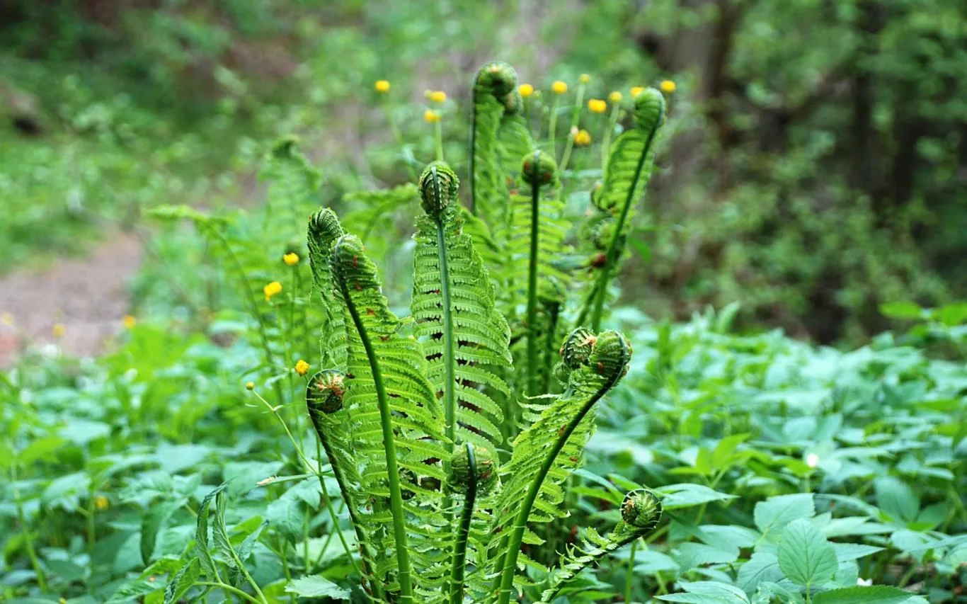 Latvian Nature screenshot 1