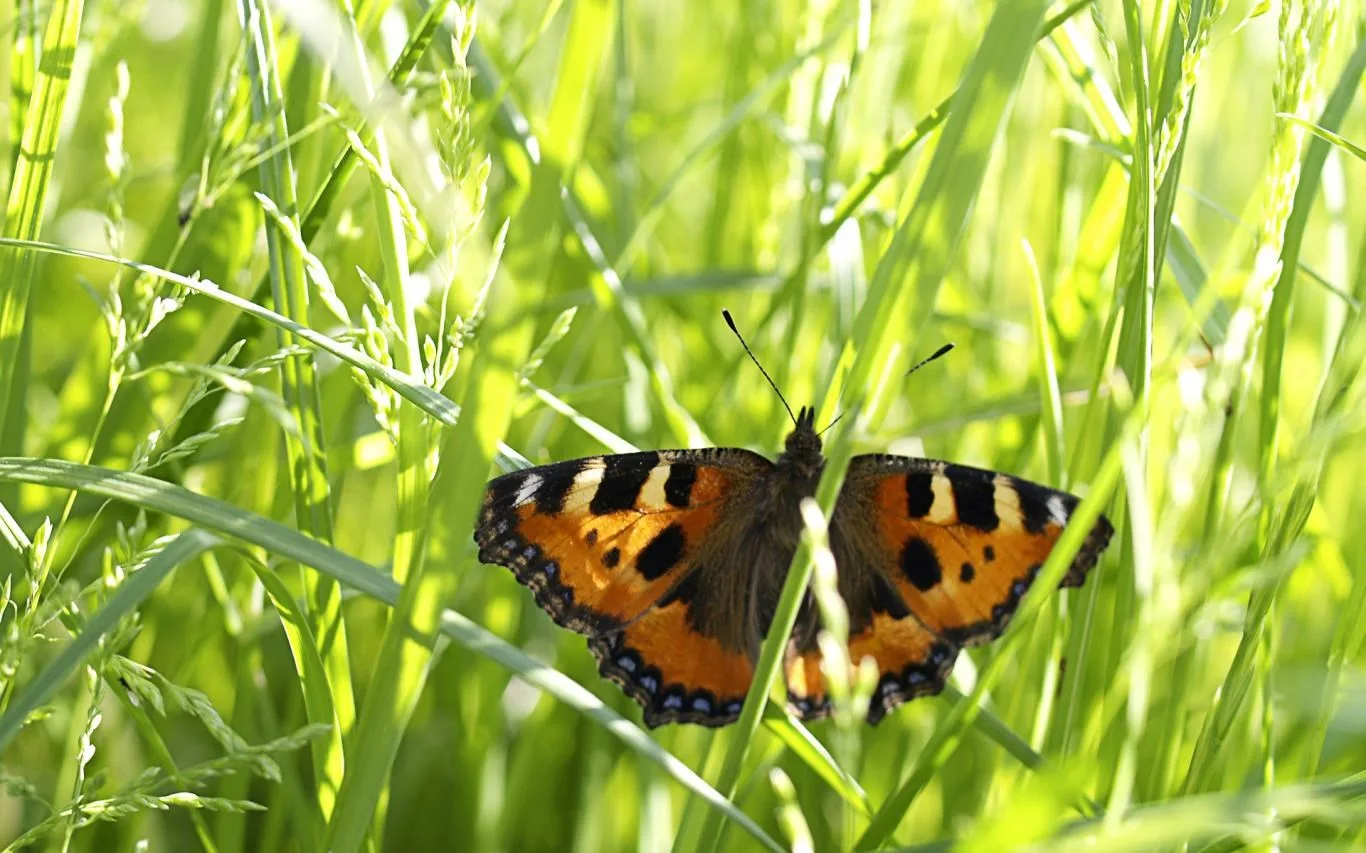 Latvian Nature screenshot 2