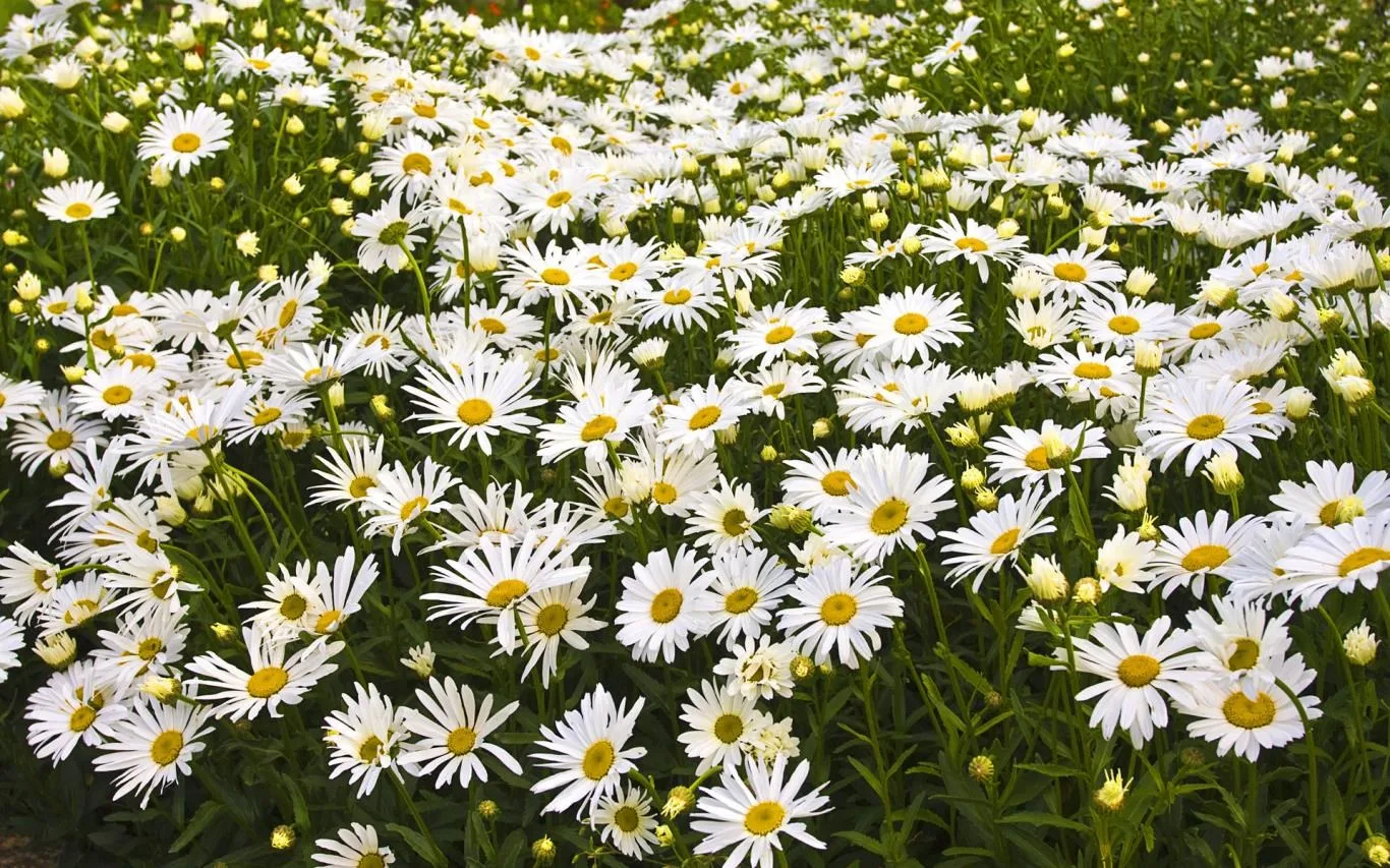 Latvian Nature screenshot 4