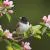 Small Birds by JessiBryan Photography
