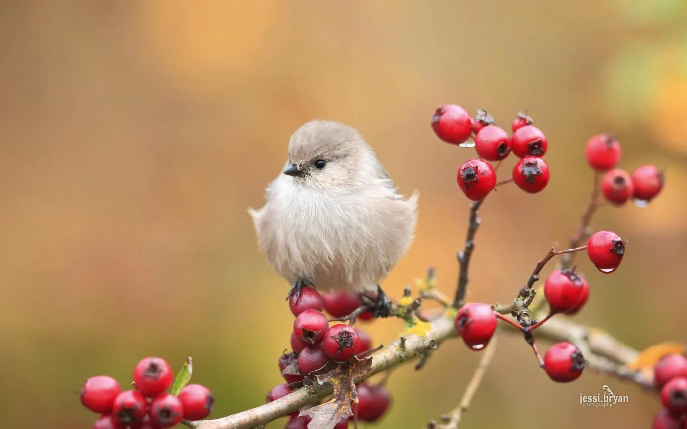 Small Birds by JessiBryan Photography screenshot 1