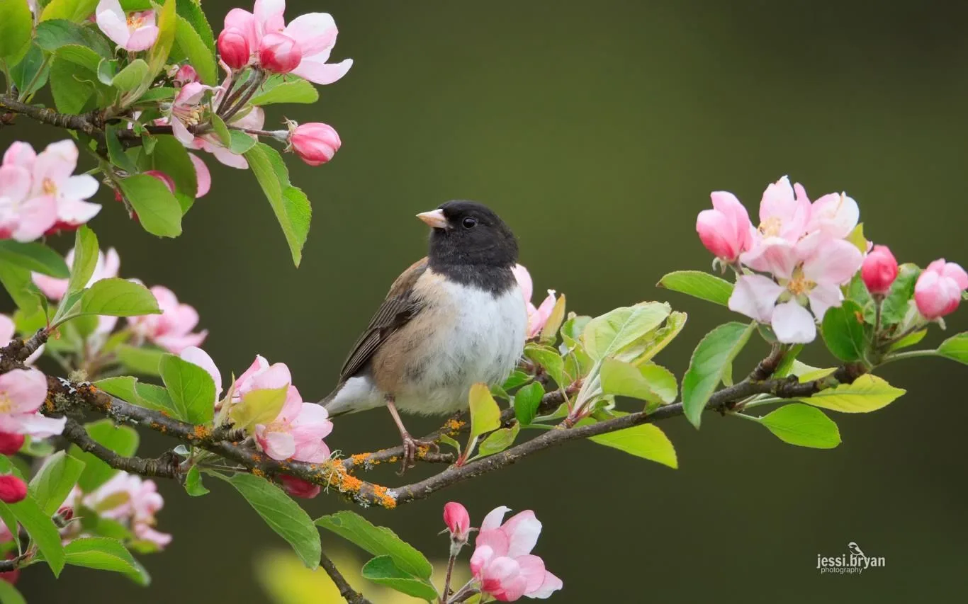 Small Birds by JessiBryan Photography screenshot 2