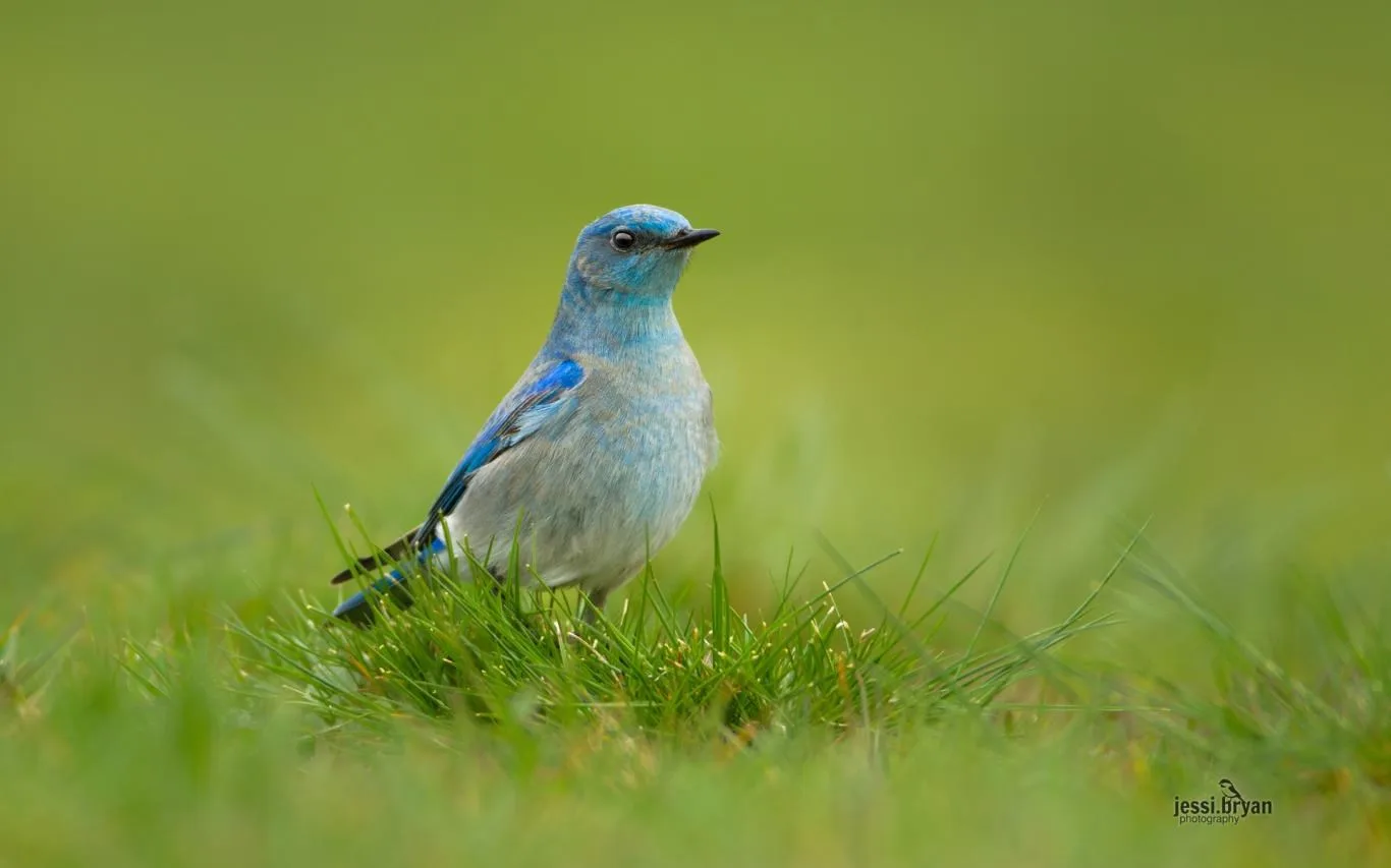 Small Birds by JessiBryan Photography screenshot 3