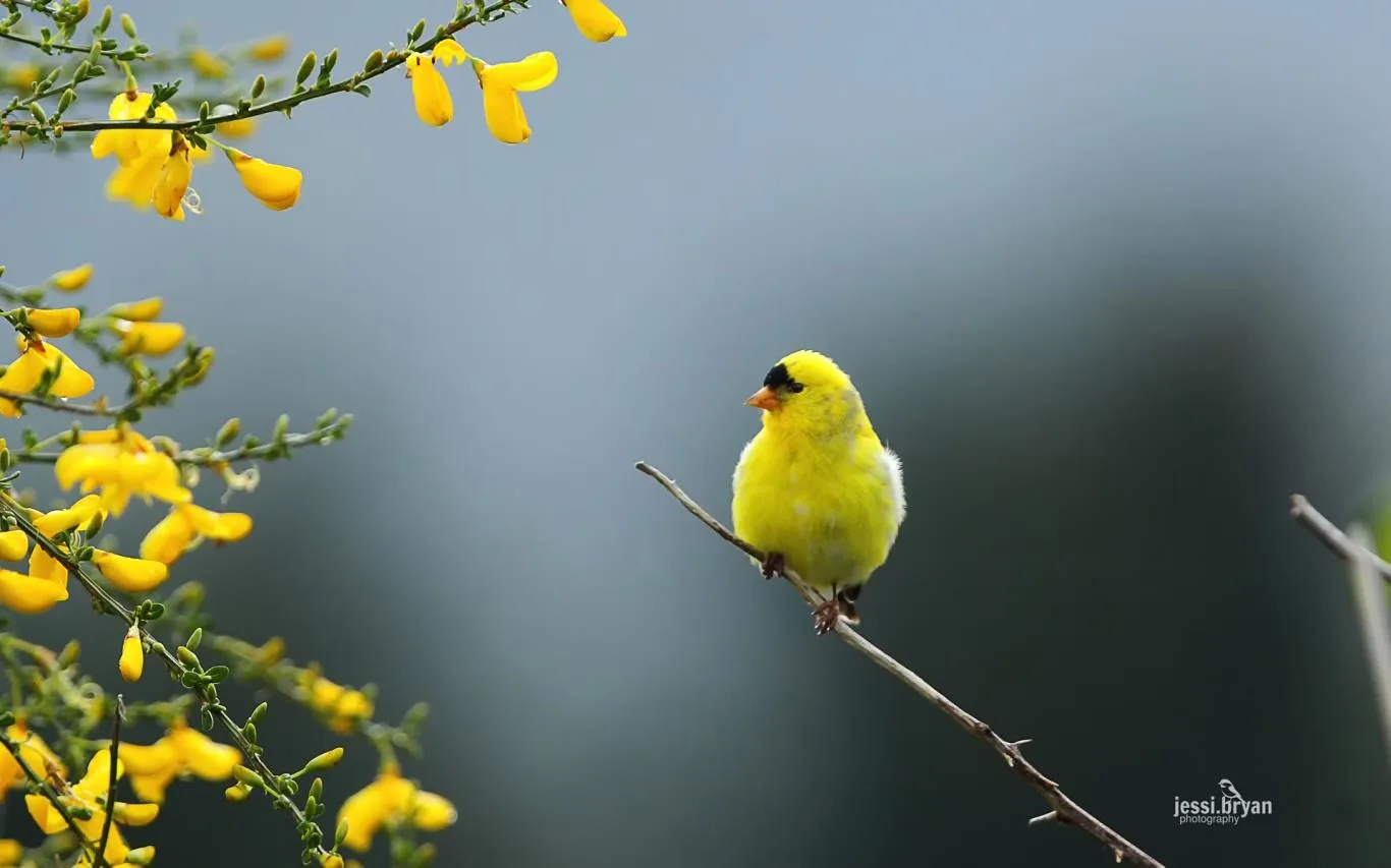 Small Birds by JessiBryan Photography screenshot 4