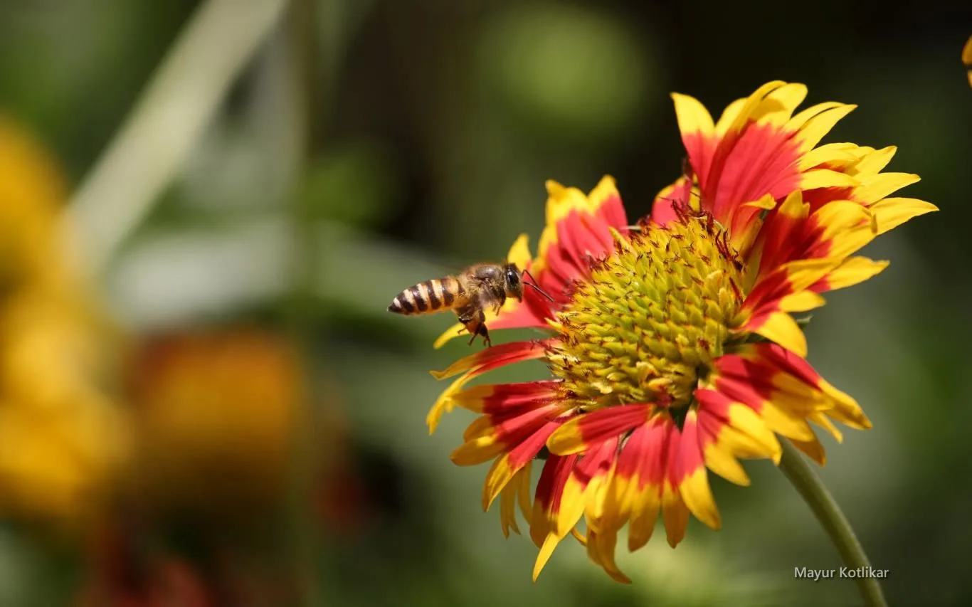 Bees by Mayur Kotlikar screenshot 1