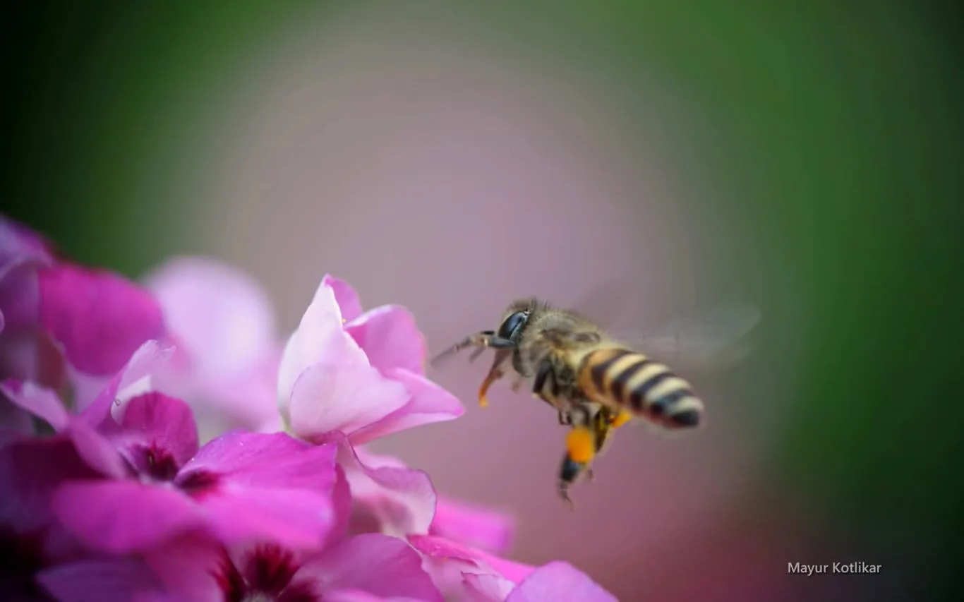 Bees by Mayur Kotlikar screenshot 2