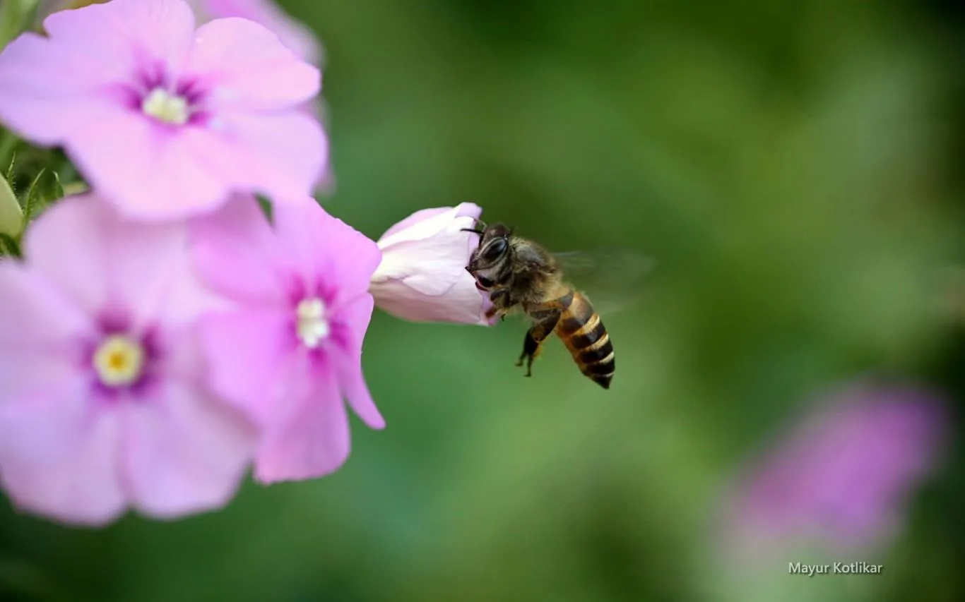 Bees by Mayur Kotlikar screenshot 3