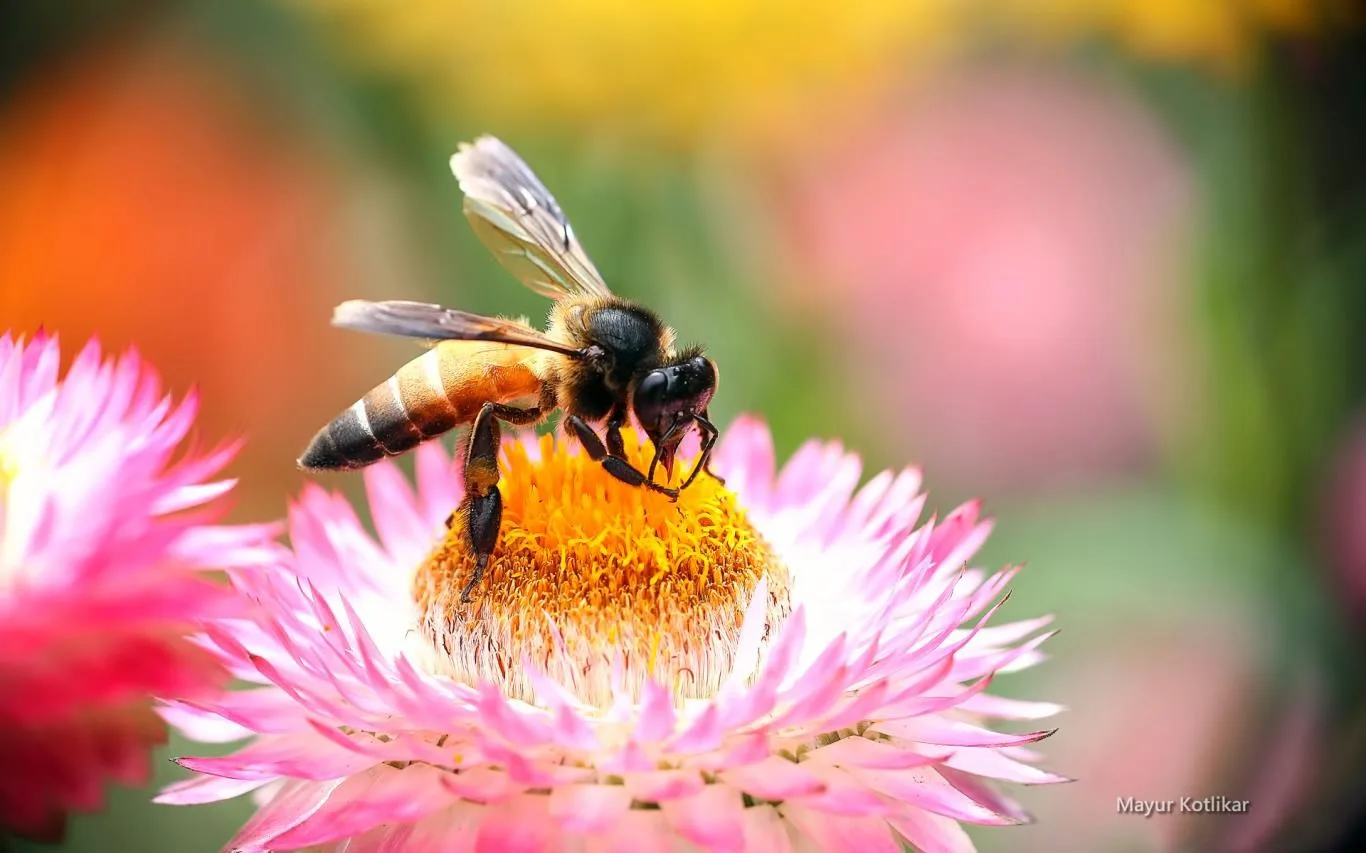 Bees by Mayur Kotlikar screenshot 4