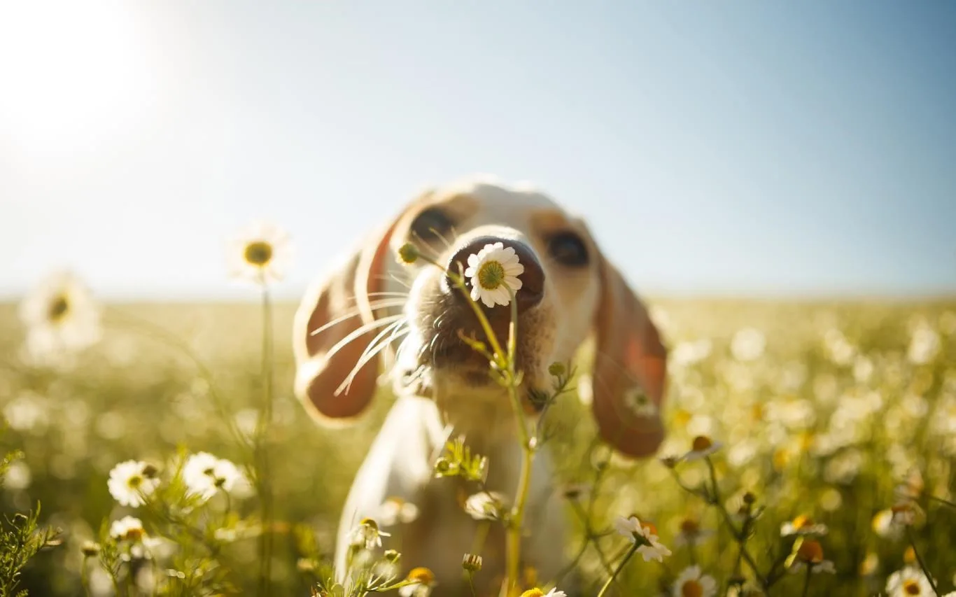 Springtime Animals screenshot 1
