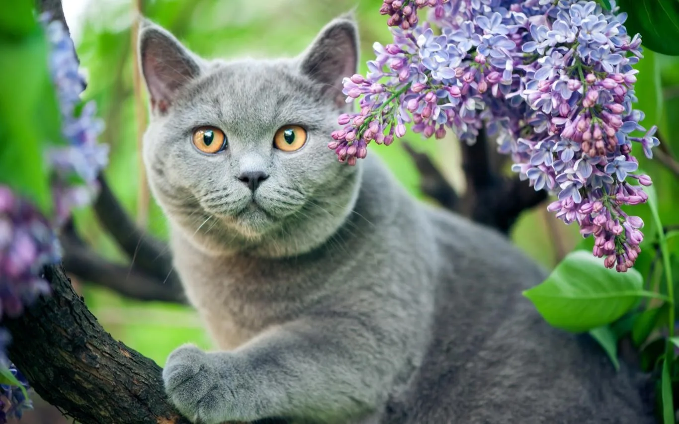 Springtime Animals screenshot 2