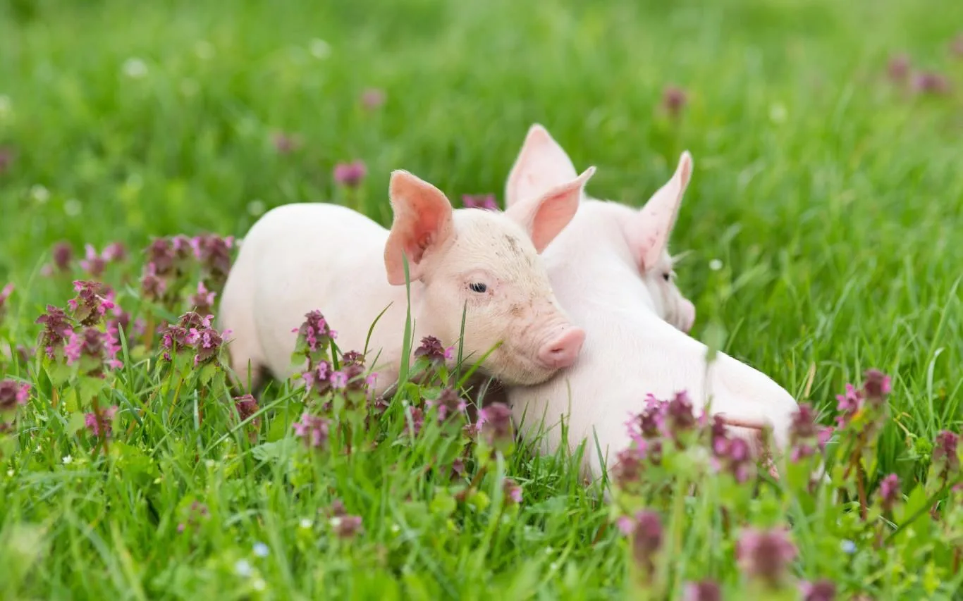 Springtime Animals screenshot 3